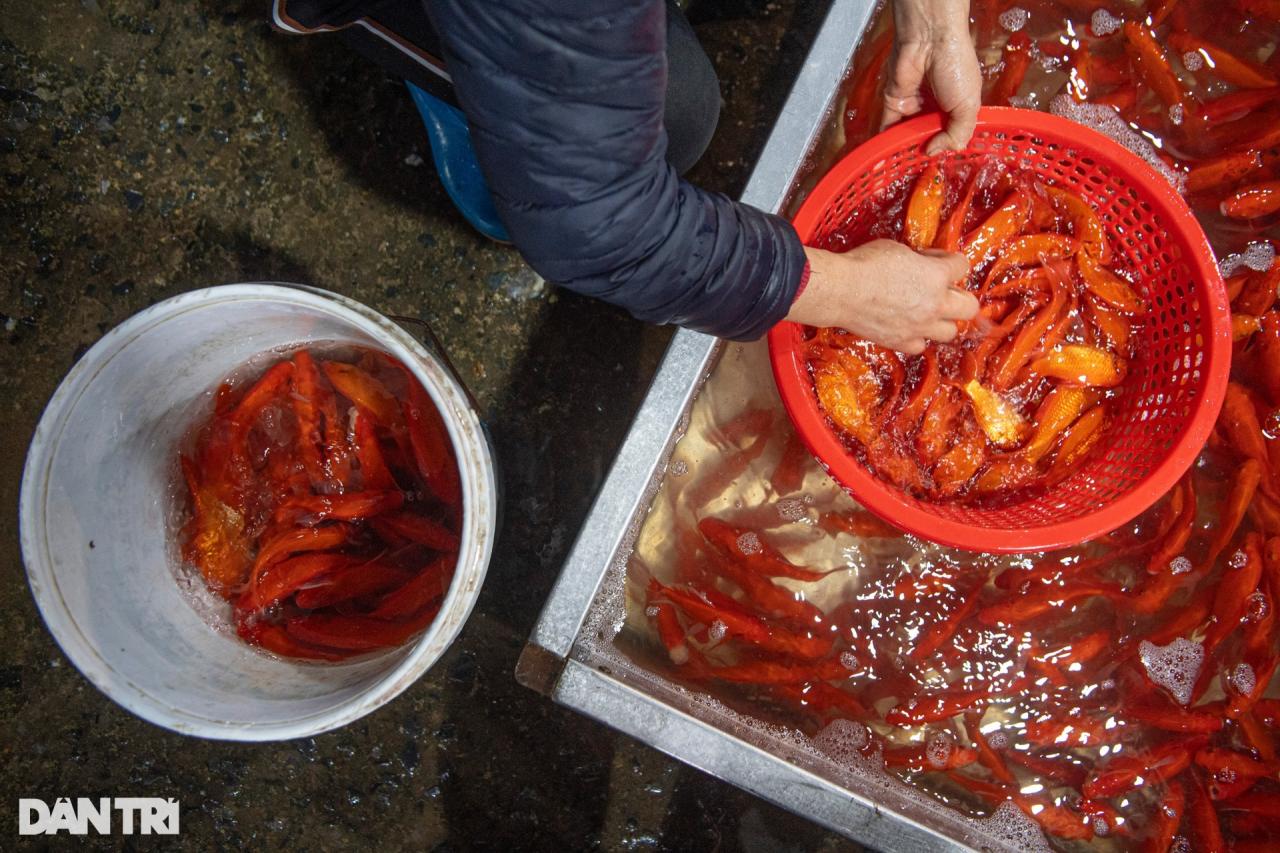 Chợ cá lớn nhất Hà Nội tấp nập, tiểu thương vẫn lo vì cá chép đỏ rớt giá - 5 Chợ cá lớn nhất Hà Nội tấp nập, tiểu thương vẫn lo vì cá chép đỏ rớt giá - 5
