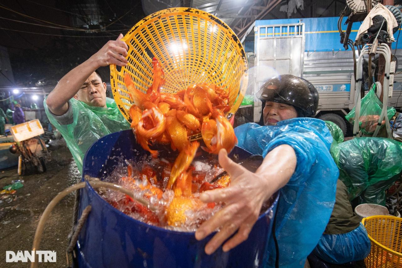 Chợ cá lớn nhất Hà Nội tấp nập, tiểu thương vẫn lo vì cá chép đỏ rớt giá - 10 Chợ cá lớn nhất Hà Nội tấp nập, tiểu thương vẫn lo vì cá chép đỏ rớt giá - 10