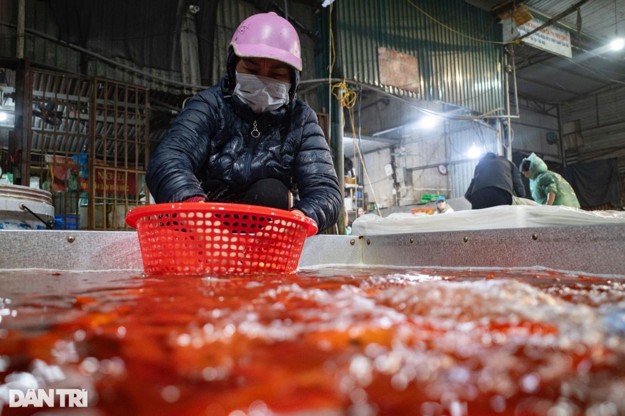 Chợ cá lớn nhất Hà Nội tấp nập, tiểu thương vẫn lo vì cá chép đỏ rớt giá - 6 Chợ cá lớn nhất Hà Nội tấp nập, tiểu thương vẫn lo vì cá chép đỏ rớt giá - 6