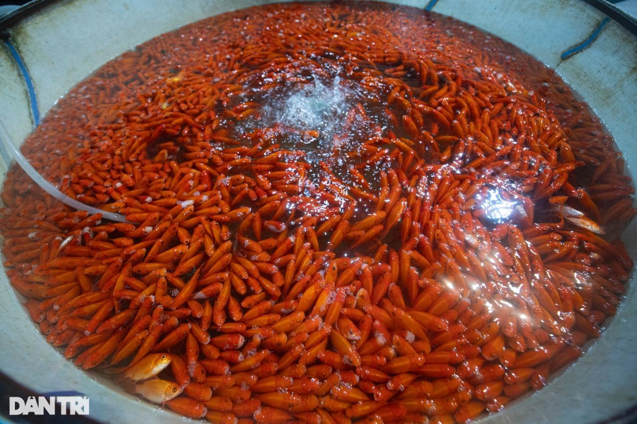 Chợ cá lớn nhất Hà Nội tấp nập, tiểu thương vẫn lo vì cá chép đỏ rớt giá - 3 Chợ cá lớn nhất Hà Nội tấp nập, tiểu thương vẫn lo vì cá chép đỏ rớt giá - 3