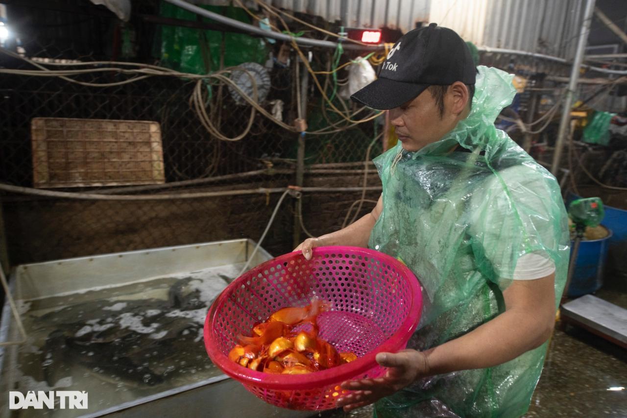 Chợ cá lớn nhất Hà Nội tấp nập, tiểu thương vẫn lo vì cá chép đỏ rớt giá - 7 Chợ cá lớn nhất Hà Nội tấp nập, tiểu thương vẫn lo vì cá chép đỏ rớt giá - 7