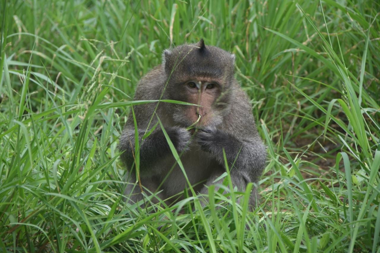 Chiêm ngưỡng những động vật quý hiếm ở Vườn quốc gia U Minh Hạ - 9