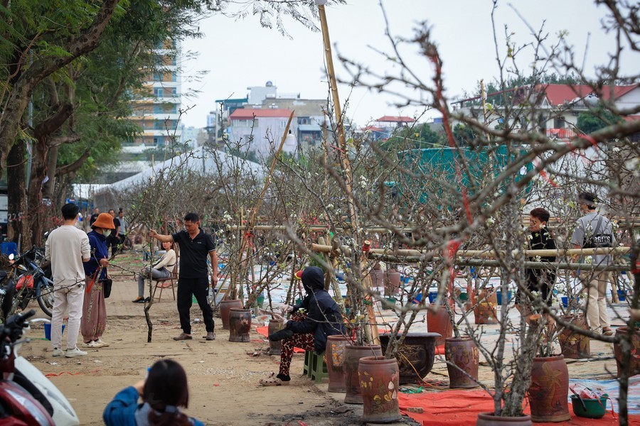 img-0927-38-4 - Vietnam.vn Hoa lê rừng 'xuống phố' sau Tết Nguyên đán, giá chục triệu vẫn hút khách ảnh 1