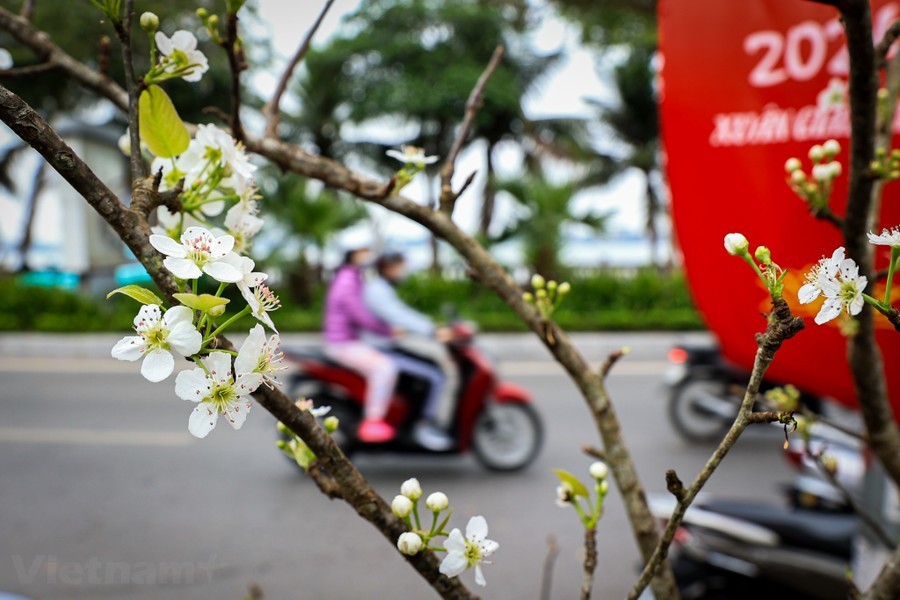 img-0929-3176-4 - Vietnam.vn Hoa lê rừng 'xuống phố' sau Tết Nguyên đán, giá chục triệu vẫn hút khách ảnh 2