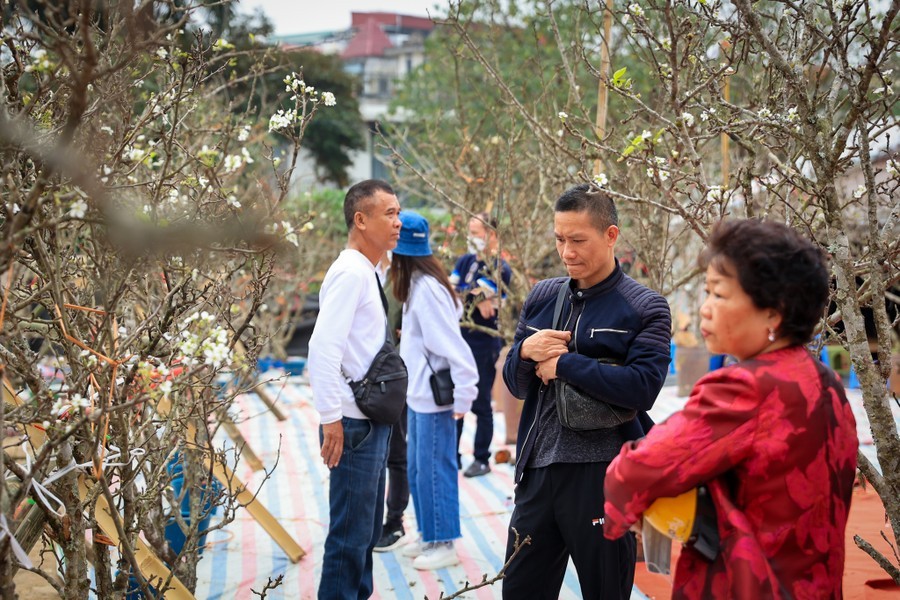 img-0930-3173-4 - Vietnam.vn Hoa lê rừng 'xuống phố' sau Tết Nguyên đán, giá chục triệu vẫn hút khách ảnh 3