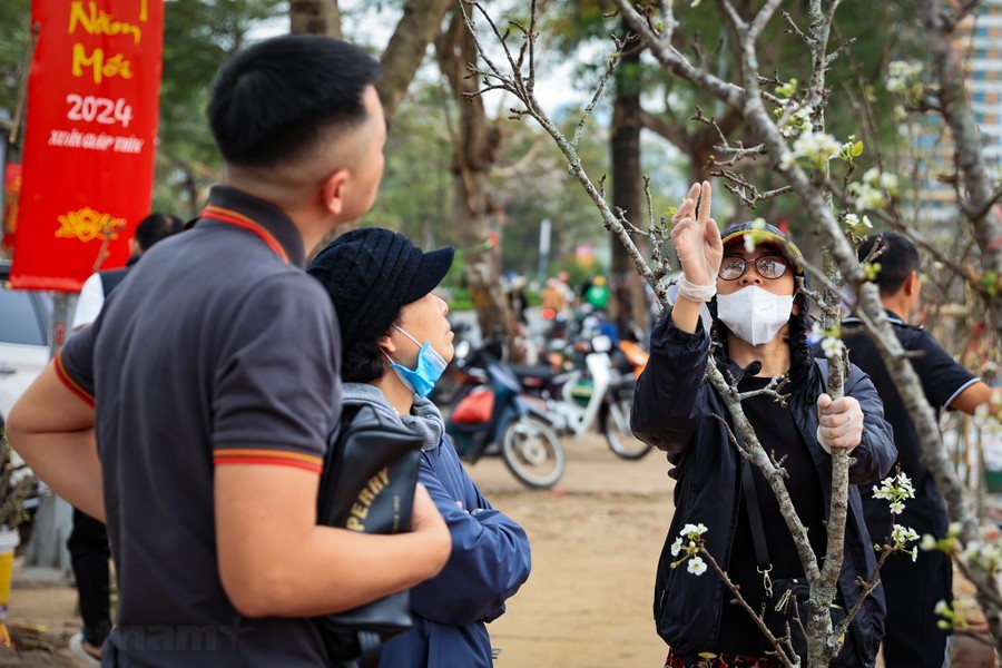 img-0935-1136-4 - Vietnam.vn Hoa lê rừng 'xuống phố' sau Tết Nguyên đán, giá chục triệu vẫn hút khách ảnh 8
