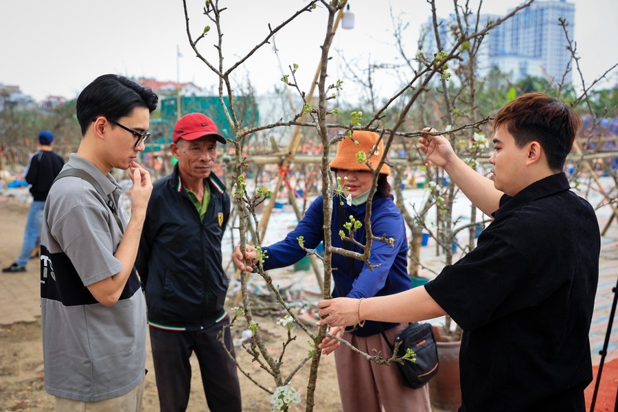 img-0936-8667-4 - Vietnam.vn Hoa lê rừng 'xuống phố' sau Tết Nguyên đán, giá chục triệu vẫn hút khách ảnh 9