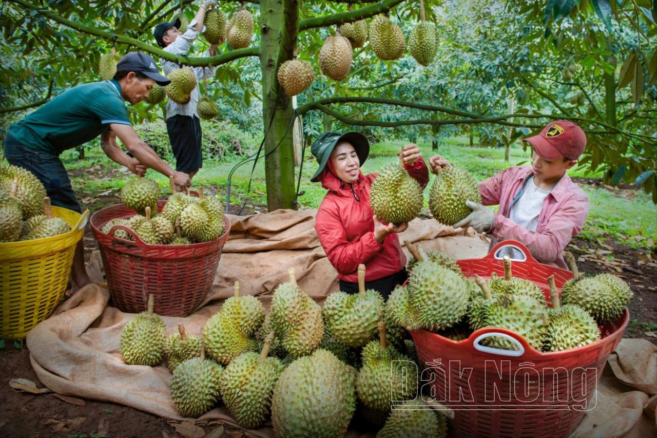 sau-rieng-456 - Vietnam.vn sau rieng.jpg