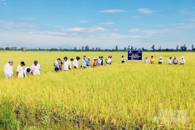 z3498581217356_afd8e7b837fe3dc646c7f276e666ff9d-123420_100-123421.jpg Những cánh đồng làm nên thương hiệu lúa hữu cơ Quảng Trị. Ảnh: Võ Dũng.