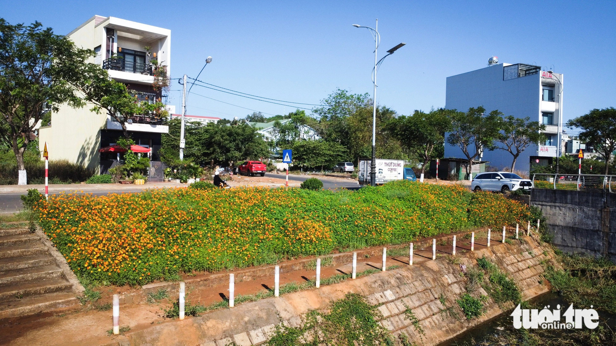 'Đầm lầy' giữa phố Pleiku biến hình thành suối hoa rực rỡ- Ảnh 5. Một vạt bờ kè tràn ngập hoa sau khi cải tạo - Ảnh: TẤN LỰC