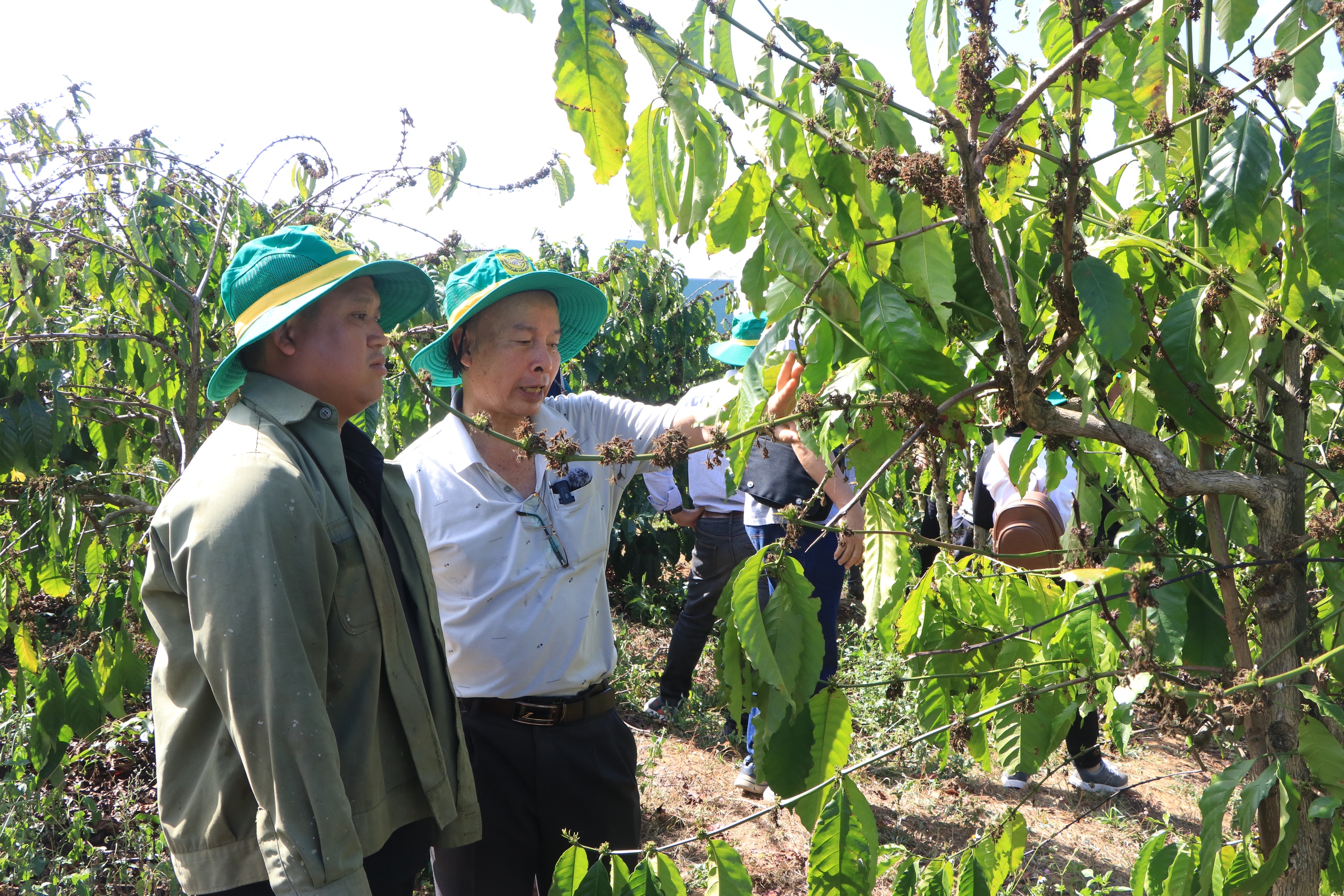Chuyên gia, nhà khoa học đến tận vườn trao đổi với nông dân về mô hình canh tác cà phê thông minh- Ảnh 3. Chuyên gia, nhà khoa học đến tận vườn trao đổi với nông dân về mô hình canh tác cà phê thông minh- Ảnh 3.