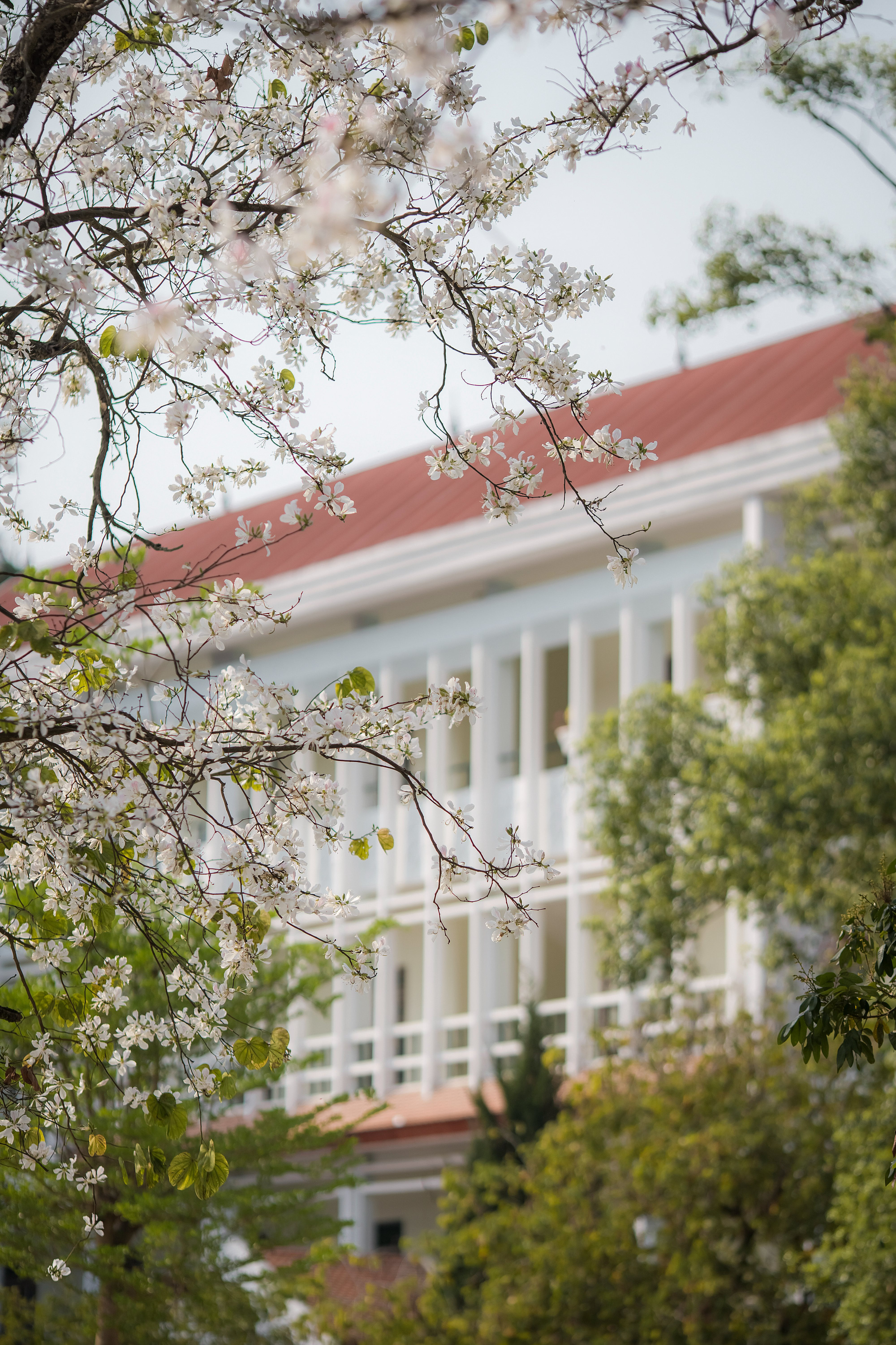 Đắm say mùa hoa xuân bung nở khắp núi đồi tháng 3- Ảnh 4. Đắm say mùa hoa xuân bung nở khắp núi đồi tháng 3- Ảnh 4.