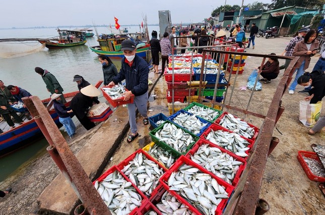 5-7 tiếng ra biển, ngư dân Hà Tĩnh kiếm hàng chục triệu đồng nhờ trúng đậm con ruốc ảnh 11