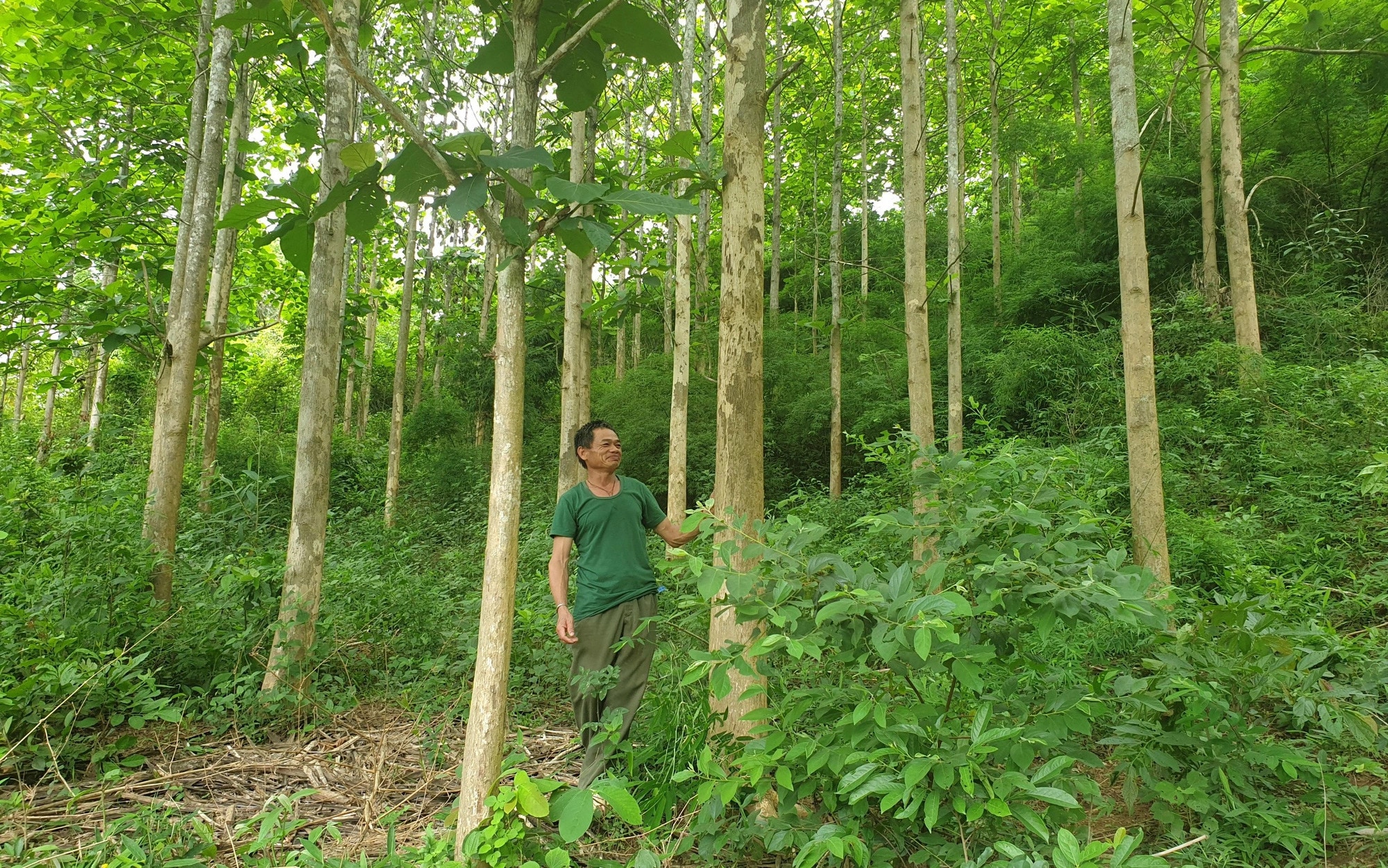 Đẩy nhanh giao 3,3 triệu ha đất rừng chưa có chủ thực sự cho người dân- Ảnh 2.