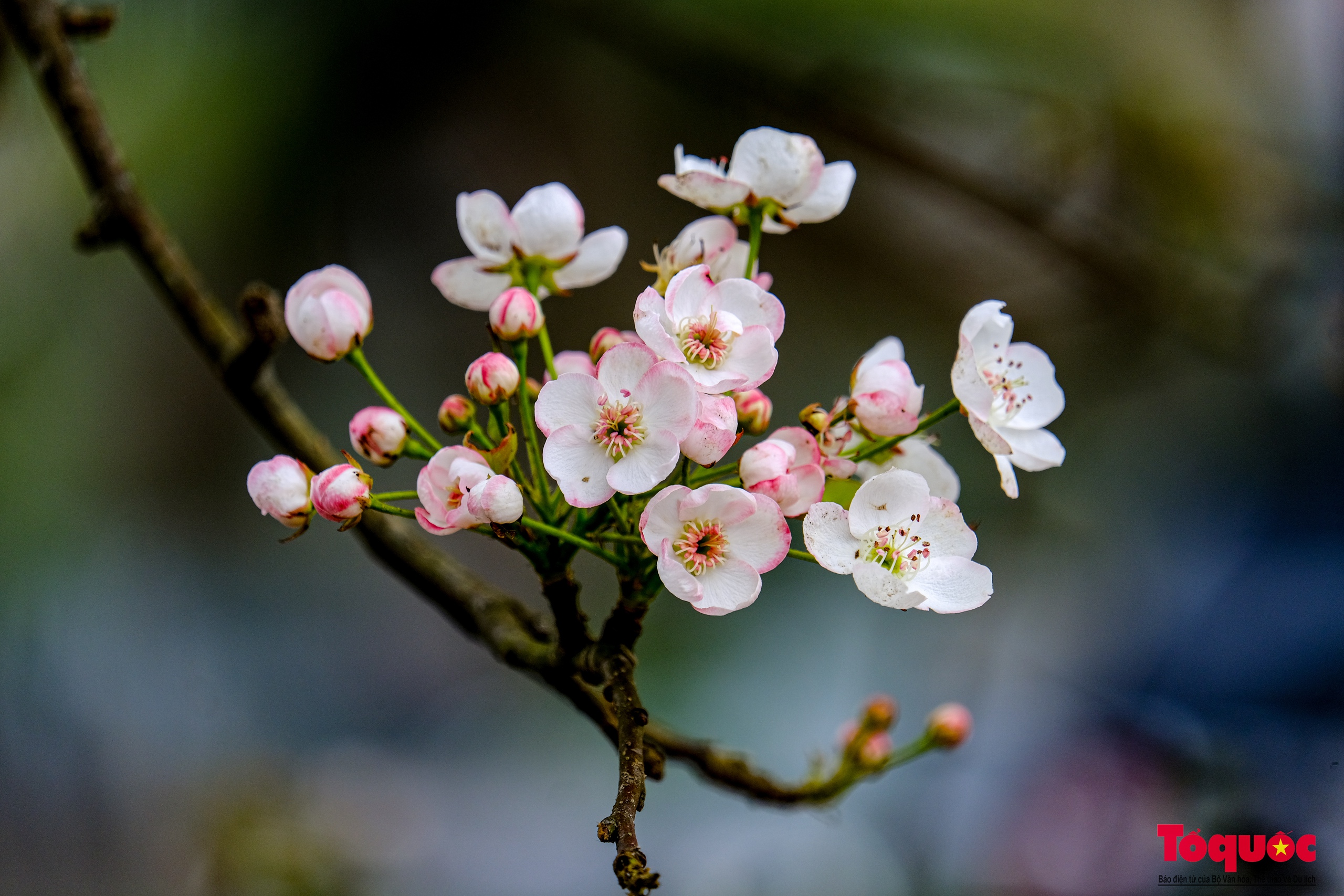 Tao nhã thú chơi hoa lê sau Tết của người Hà Nội - Ảnh 10. Tao nhã thú chơi hoa lê sau Tết của người Hà Nội - Ảnh 10.