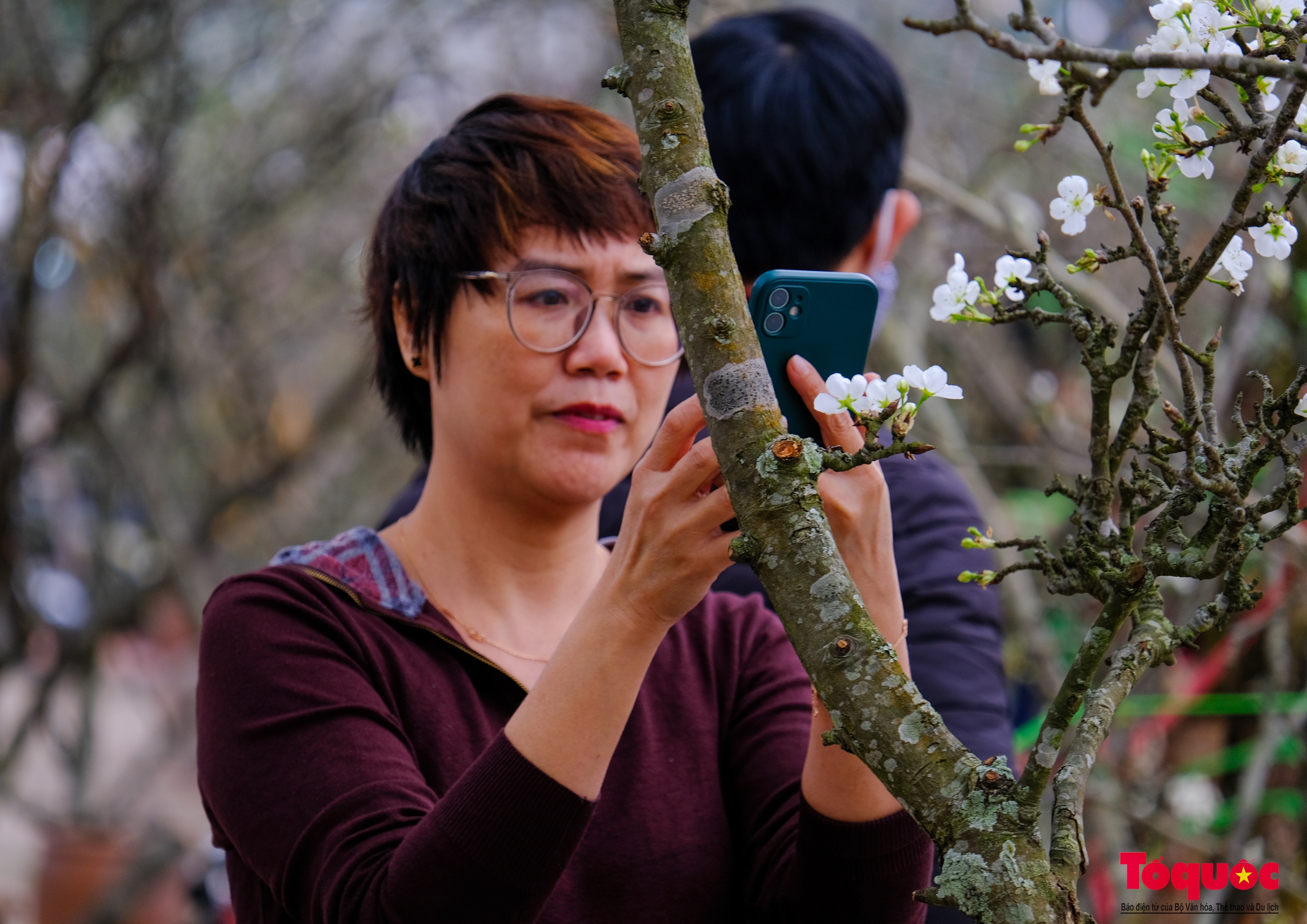 Tao nhã thú chơi hoa lê sau Tết của người Hà Nội - Ảnh 11. Tao nhã thú chơi hoa lê sau Tết của người Hà Nội - Ảnh 11.