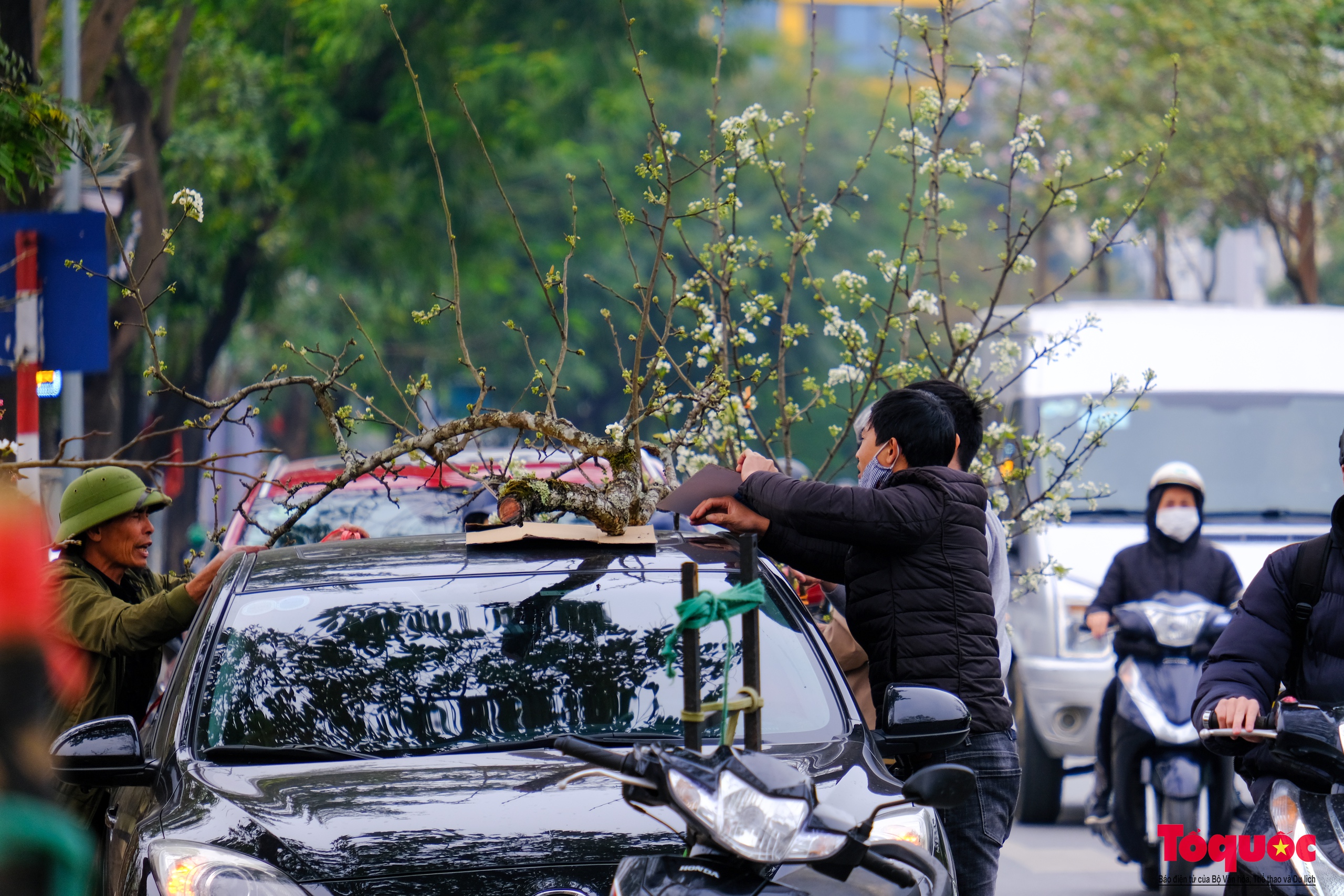 Tao nhã thú chơi hoa lê sau Tết của người Hà Nội - Ảnh 12. Tao nhã thú chơi hoa lê sau Tết của người Hà Nội - Ảnh 12.