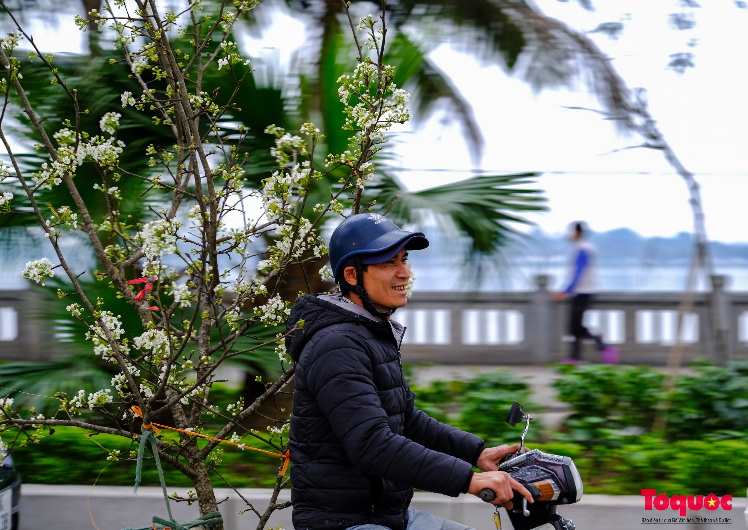 Tao nhã thú chơi hoa lê sau Tết của người Hà Nội - Ảnh 15. Tao nhã thú chơi hoa lê sau Tết của người Hà Nội - Ảnh 15.