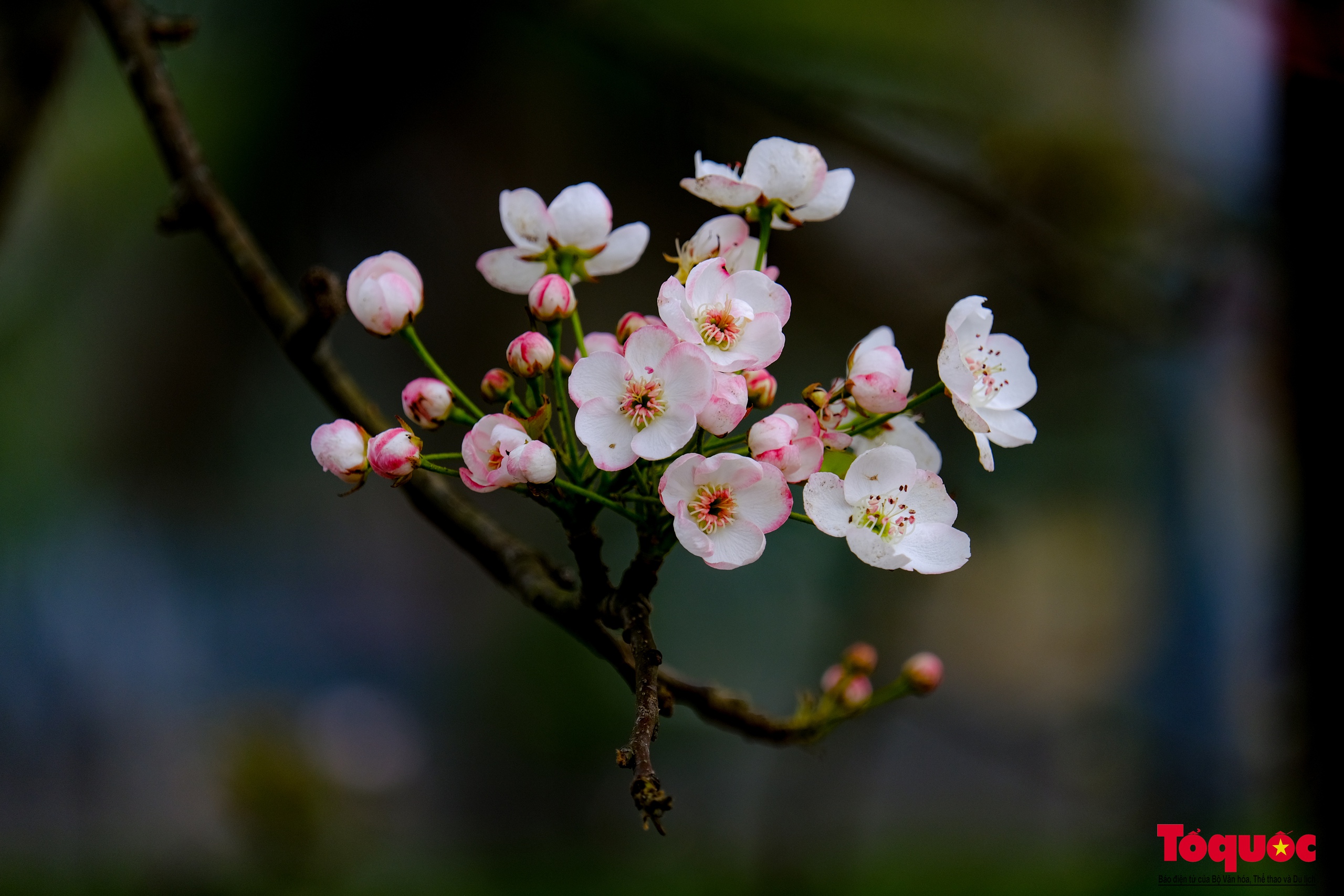 Tao nhã thú chơi hoa lê sau Tết của người Hà Nội - Ảnh 16. Tao nhã thú chơi hoa lê sau Tết của người Hà Nội - Ảnh 16.