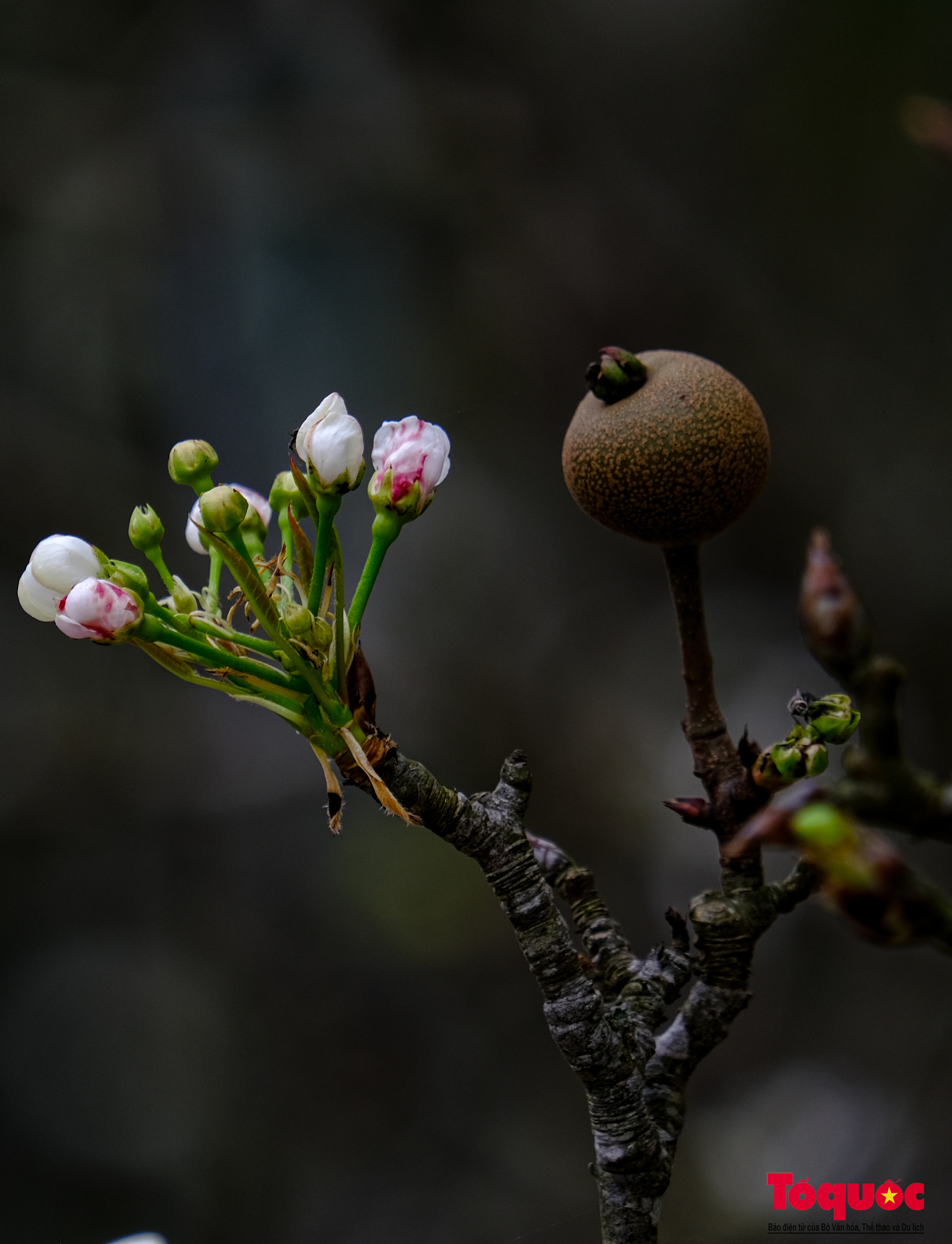Tao nhã thú chơi hoa lê sau Tết của người Hà Nội - Ảnh 17. Tao nhã thú chơi hoa lê sau Tết của người Hà Nội - Ảnh 17.