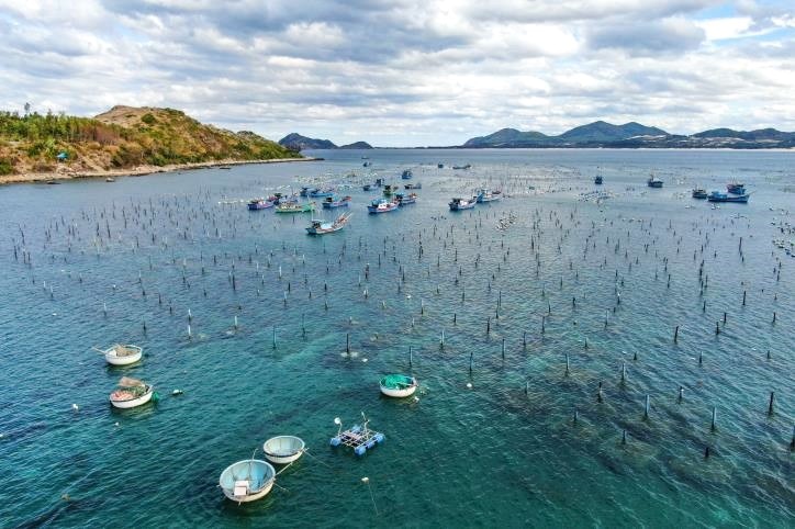 Giới khoa học Việt, Úc hợp sức phát triển nuôi thủy sản vịnh Xuân Đài- Ảnh 2.