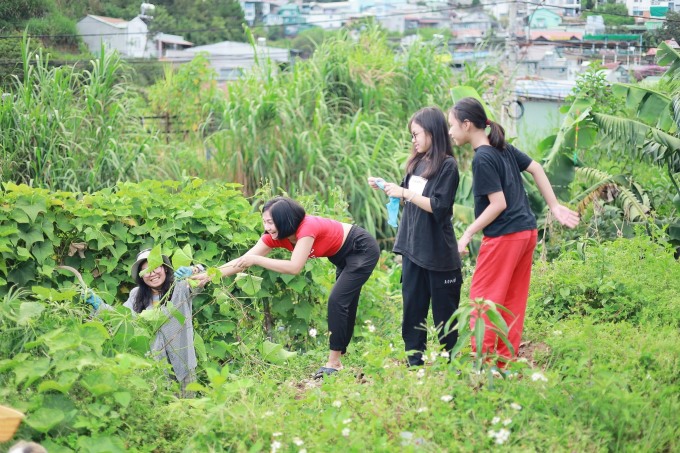 Các bạn trẻ thu hoạch cây trái tại vườn của chị Định Lê Thảo Nguyên ở Đà Lạt, tháng 2/2024. Ảnh: Nhân vật cung cấp