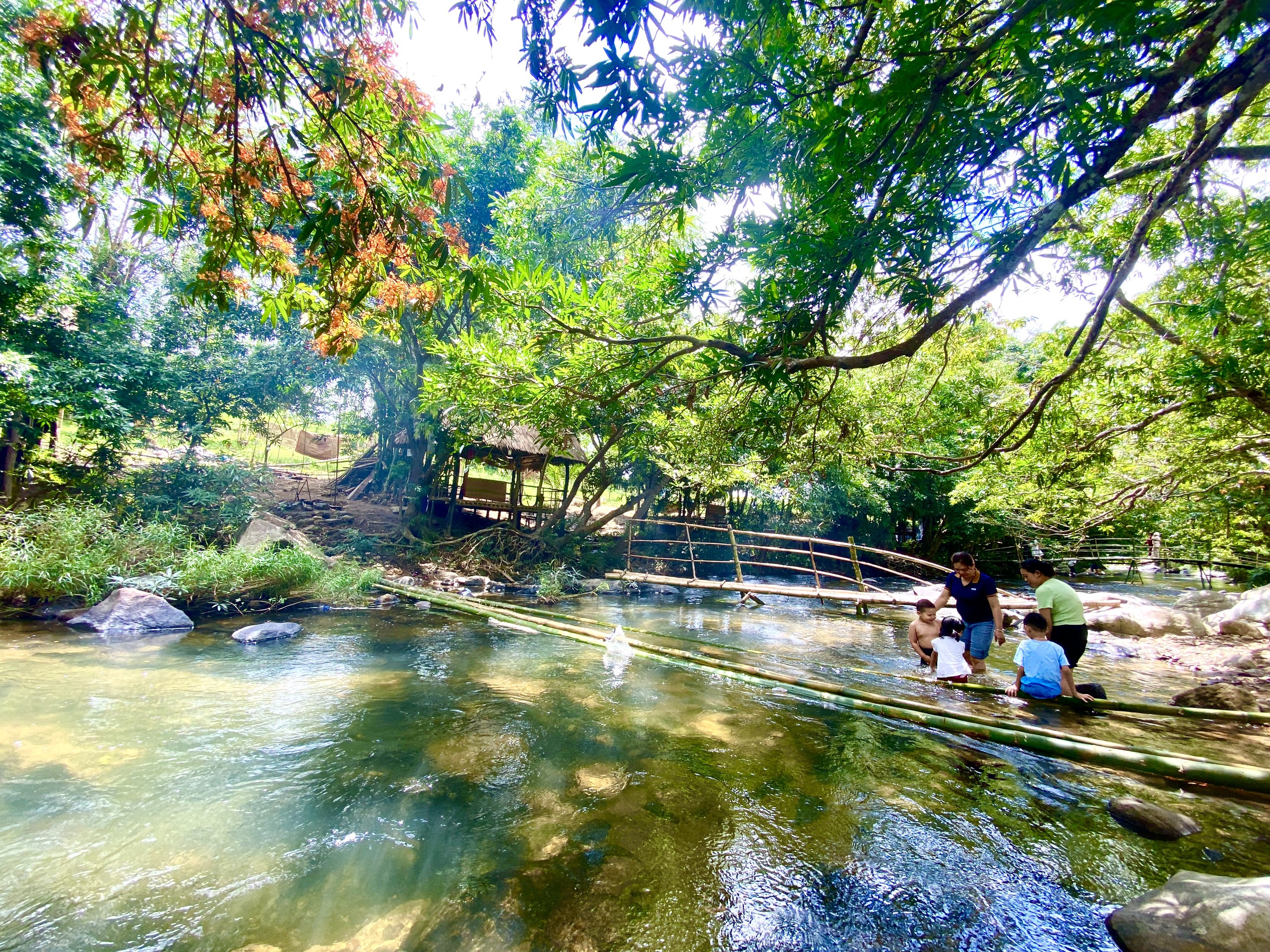 Rừng trang cổ thụ vào mùa nở hoa trên núi cao Bình Định- Ảnh 4. Rừng trang cổ thụ vào mùa nở hoa trên núi cao Bình Định- Ảnh 4.