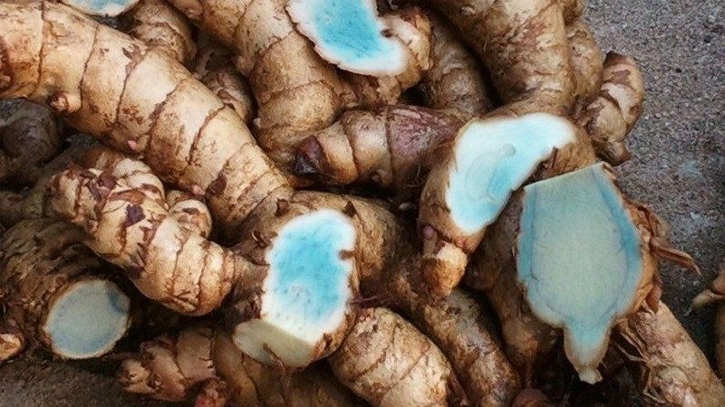 5 bài thuốc từ củ nghệ đen- Ảnh 2. Nghệ đen là gì? Có tác dụng gì? Giá thành và cách sử dụng