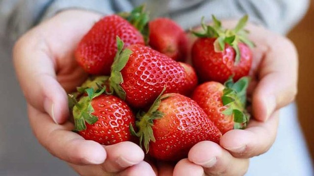 Ăn dâu tây vào thời điểm này còn tốt hơn thuốc bổ, nên áp dụng 4 món ăn bài thuốc từ dâu tây - Ảnh 3. Ăn dâu tây vào thời điểm này còn tốt hơn thuốc bổ, nên áp dụng 4 món ăn bài thuốc từ dâu tây - Ảnh 3.