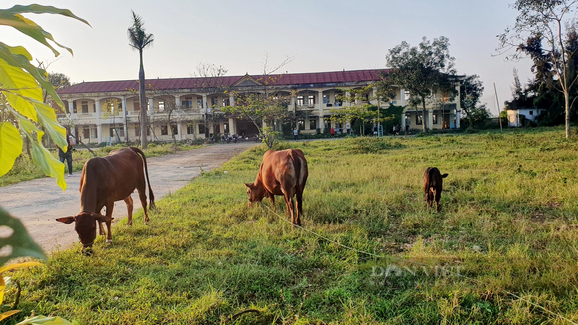 Nhiều trụ sở, trường học khang trang giá trị hàng tỷ đồng bỏ hoang, thành nơi chăn thả trâu bò ở Hà Tĩnh- Ảnh 8. Nhiều trụ sở, trường học khang trang giá trị hàng tỷ đồng bỏ hoang, thành nơi chăn thả trâu bò ở Hà Tĩnh- Ảnh 8.