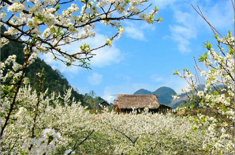 Check-in những vườn hoa nở rộ đúng dịp 8/3 - Ảnh 9. Check-in những vườn hoa nở rộ đúng dịp 8/3 - Ảnh 9.