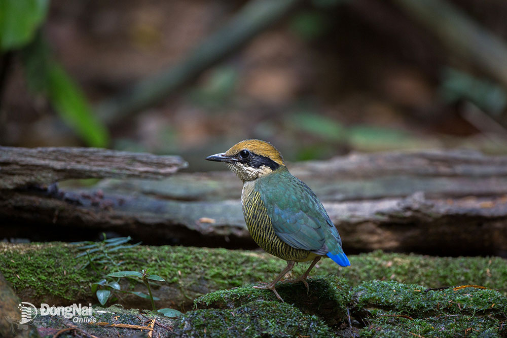 Một khu rừng rậm của Đồng Nai vô số chim hoang dã lạ, dân tình sắm 