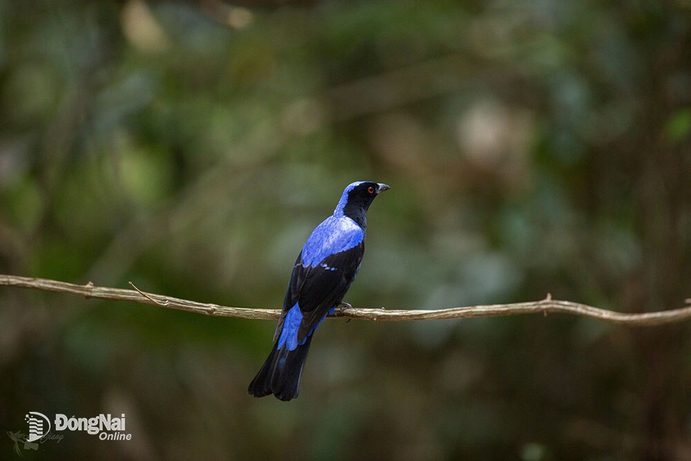 Một khu rừng rậm của Đồng Nai vô số chim hoang dã lạ, dân tình sắm 