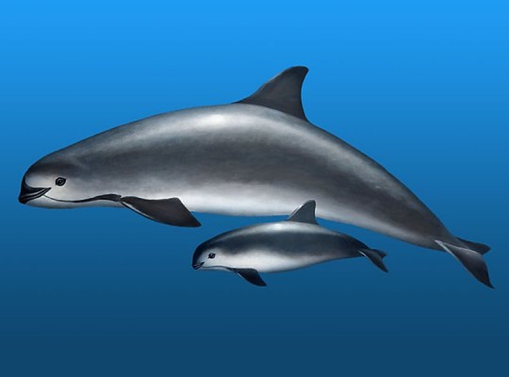 Loài thú biển có nguy cơ tuyệt chủng cao nhất Trái Đất - 3