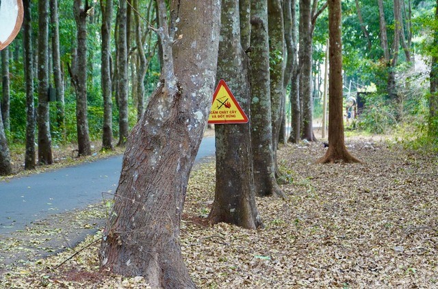 Khám phá khu rừng quý còn nguyên vẹn ở Bà Rịa- Vũng Tàu ảnh 8