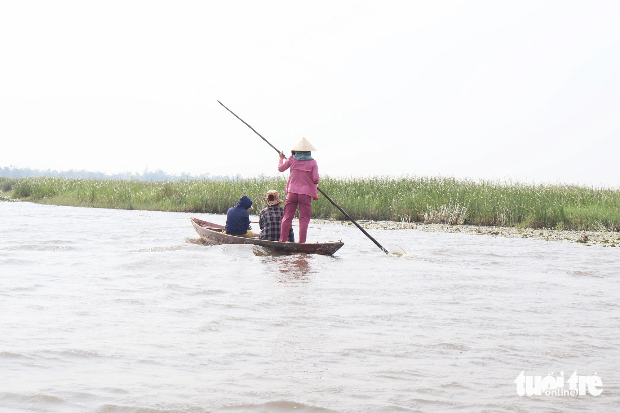 Bãi sậy sông Đầm - hệ sinh thái quý hiếm giữa lòng Tam Kỳ- Ảnh 13. Du khách ngồi trên ghe len lỏi vào từng khu rừng sậy mùa này đang trổ hoa, không khí trong lành, mát mẻ - Ảnh: LÊ TRUNG