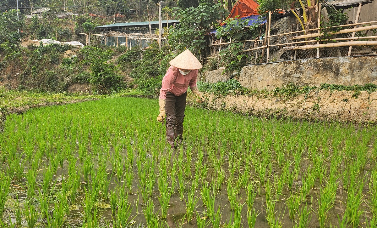 Ruộng bậc thang xanh mướt ở huyện biên cương Thanh Hóa- Ảnh 5. Ruộng bậc thang xanh mướt ở huyện biên cương Thanh Hóa- Ảnh 5.