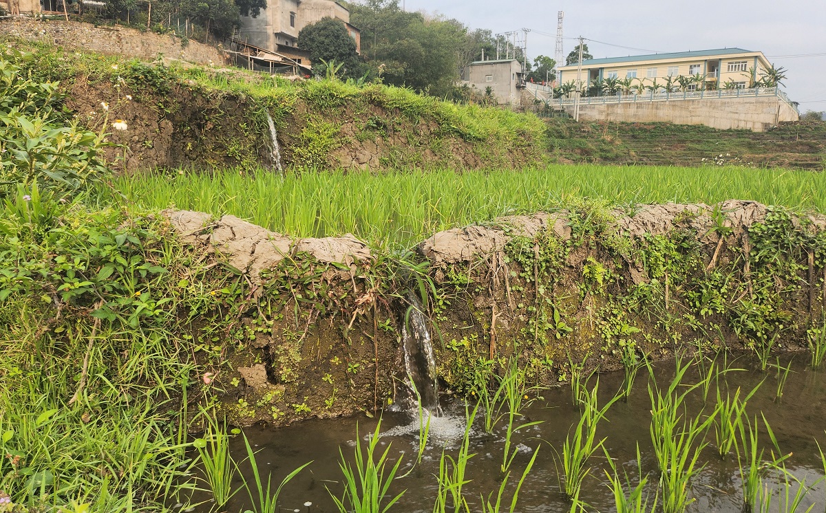 Ruộng bậc thang xanh mướt ở huyện biên cương Thanh Hóa- Ảnh 8. Ruộng bậc thang xanh mướt ở huyện biên cương Thanh Hóa- Ảnh 8.