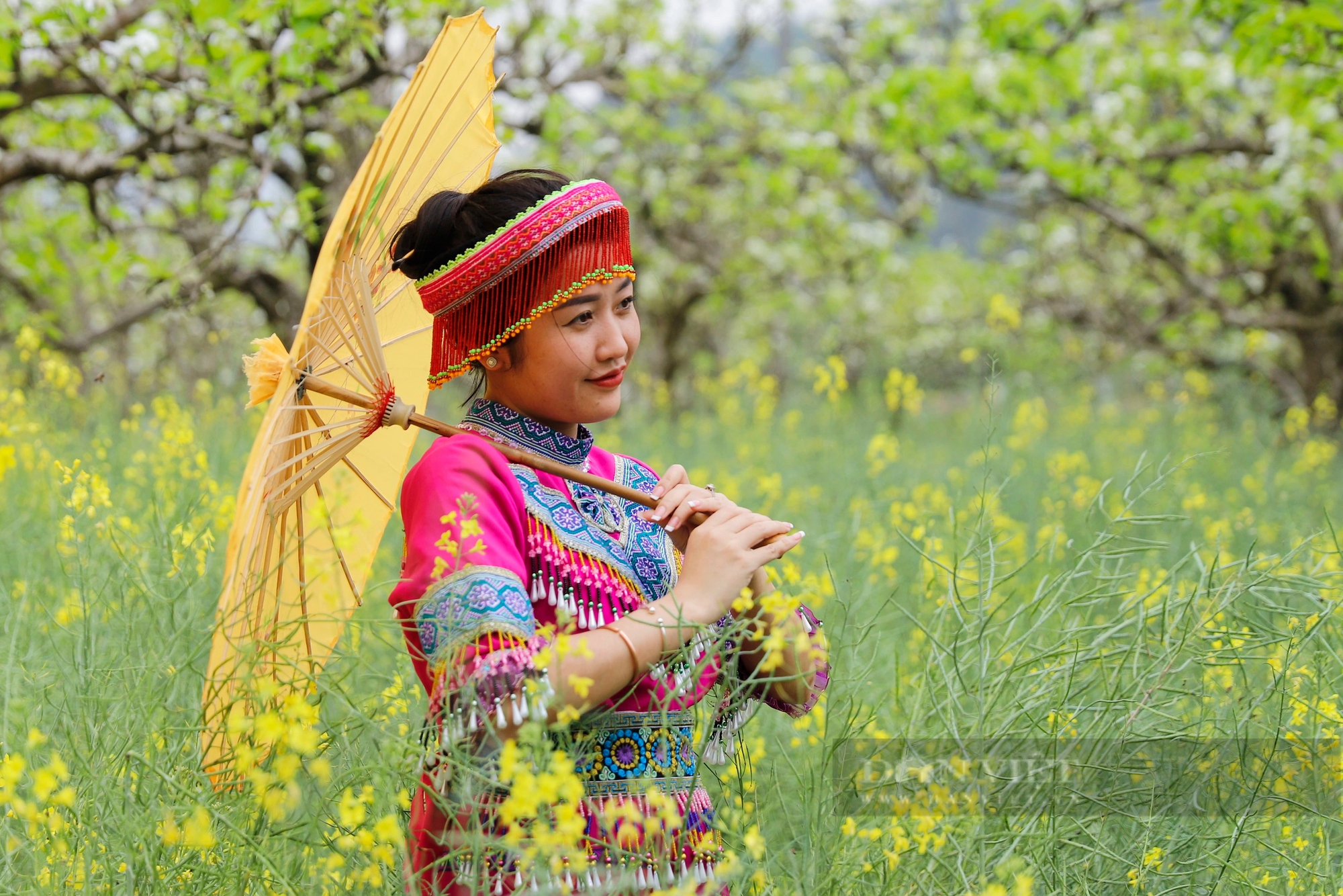 Cao nguyên Bắc Hà hút khách bởi loài hoa trắng tinh khôi tựa pha lê - Ảnh 4. Cao nguyên Bắc Hà hút khách bởi loài hoa trắng tinh khôi tựa pha lê - Ảnh 4.
