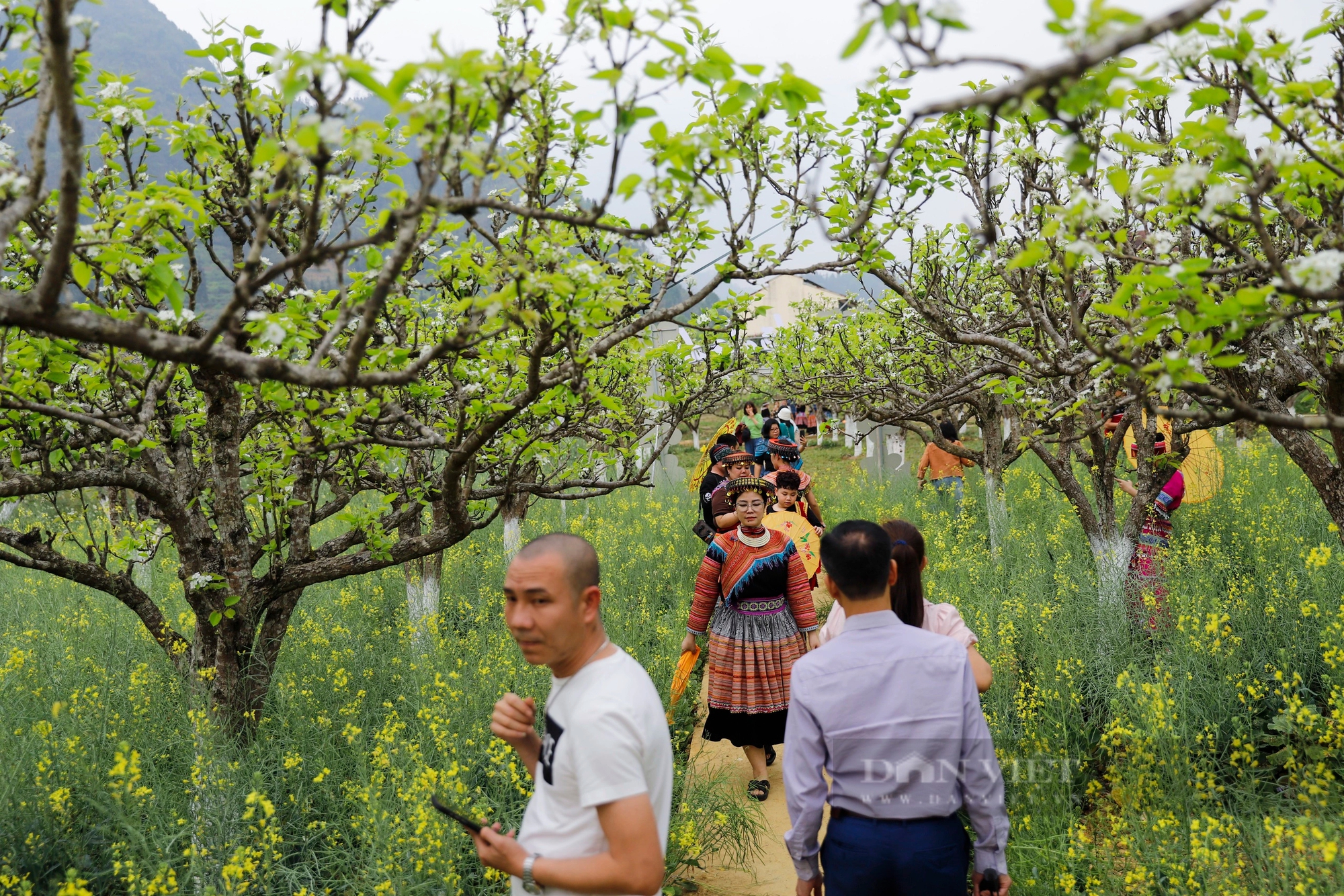 Cao nguyên Bắc Hà hút khách bởi loài hoa trắng tinh khôi tựa pha lê - Ảnh 3. Cao nguyên Bắc Hà hút khách bởi loài hoa trắng tinh khôi tựa pha lê - Ảnh 3.