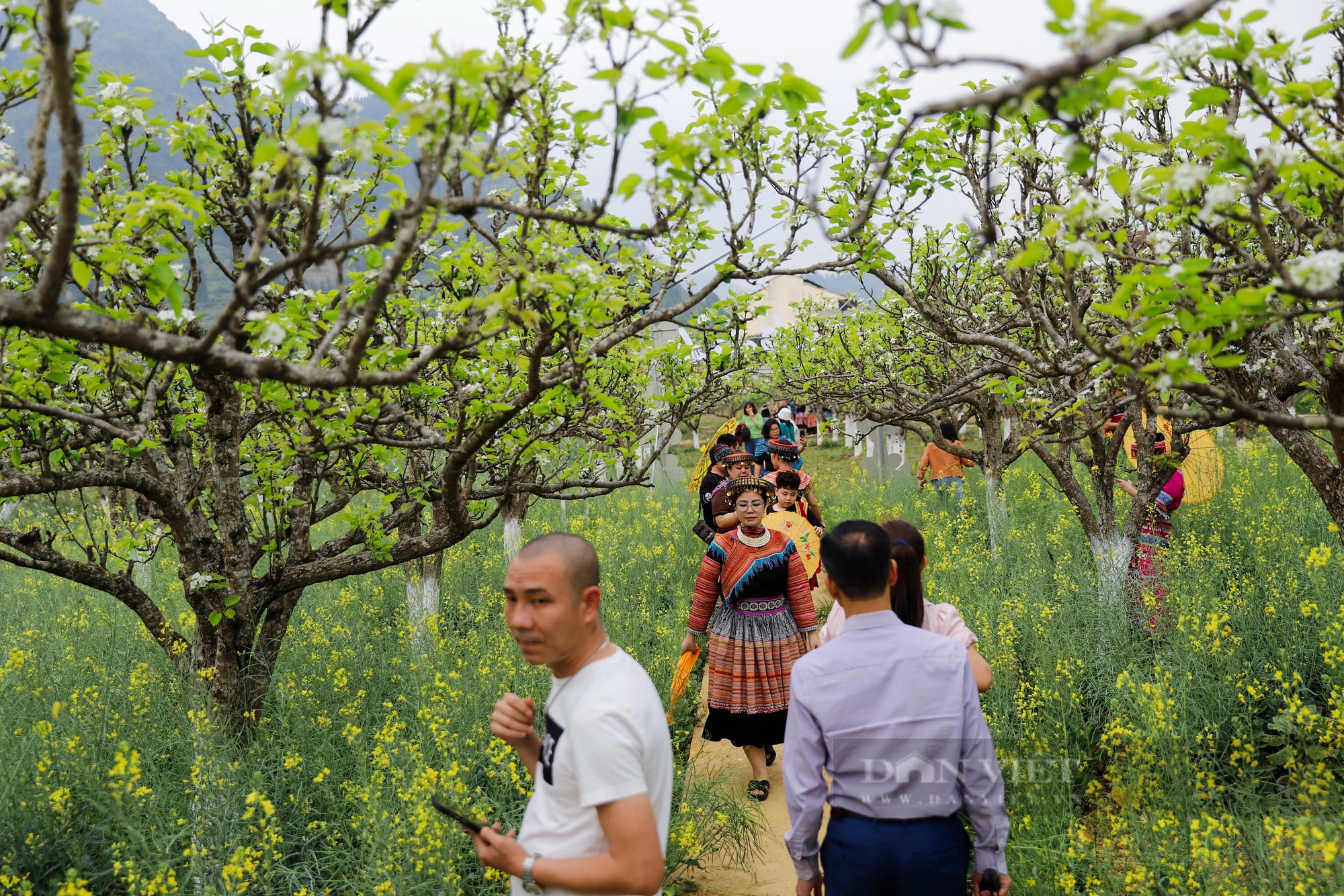 Cao nguyên Bắc Hà hút khách bởi loài hoa trắng tinh khôi tựa pha lê - Ảnh 3.