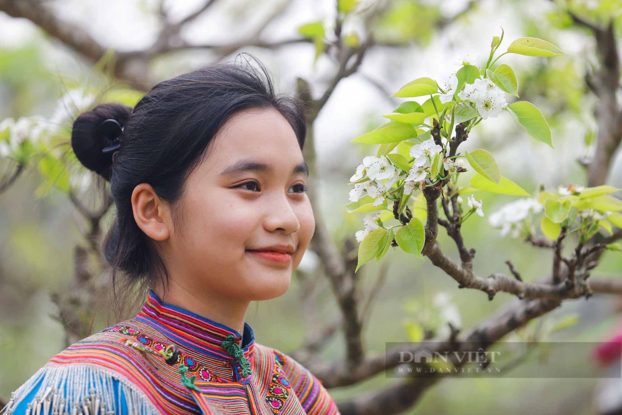 Cao nguyên Bắc Hà hút khách bởi loài hoa trắng tinh khôi tựa pha lê - Ảnh 8. Cao nguyên Bắc Hà hút khách bởi loài hoa trắng tinh khôi tựa pha lê - Ảnh 8.