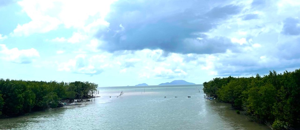 Đường ra chót Mũi Cà Mau, dọc ngang thân đước vươn cao (Hoàng Nam)