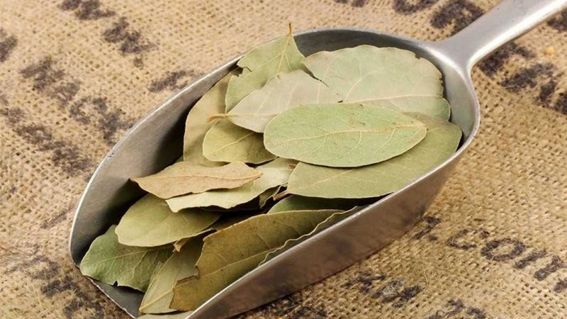 This type of rustic fragrant leaf in Vietnam is as nutritious as ginseng, but when sold abroad, the price is expensive, what kind of leaf is that? - Photo 3.