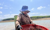 Người dân đội nắng, ngâm mình dưới nước nhiều giờ tìm 'lộc trời'