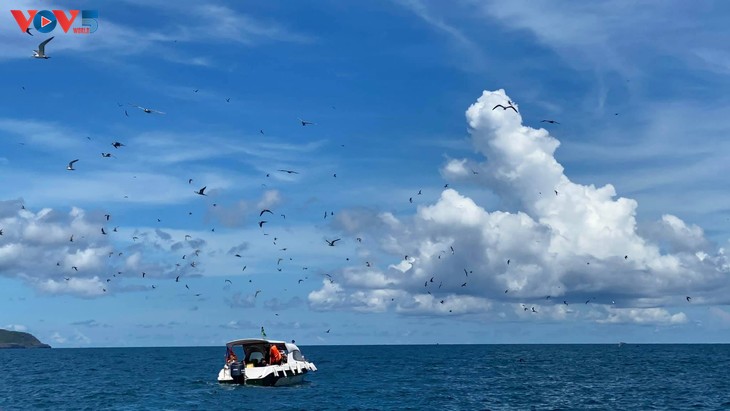 Sân chim biển lớn nhất Việt Nam, chim hoang dã bay rợp trời là ở một hòn đảo đẹp như phim của Bà Rịa-Vũng Tàu- Ảnh 2.
