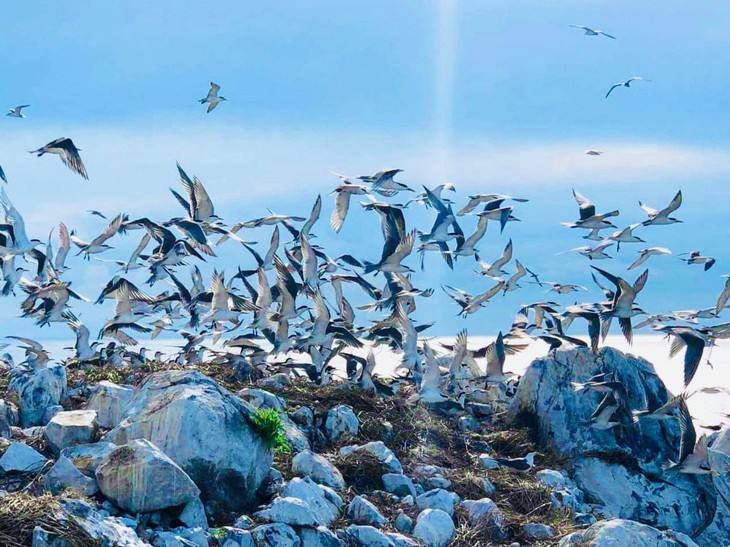 Sân chim biển lớn nhất Việt Nam, chim hoang dã bay rợp trời là ở một hòn đảo đẹp như phim của Bà Rịa-Vũng Tàu- Ảnh 6.