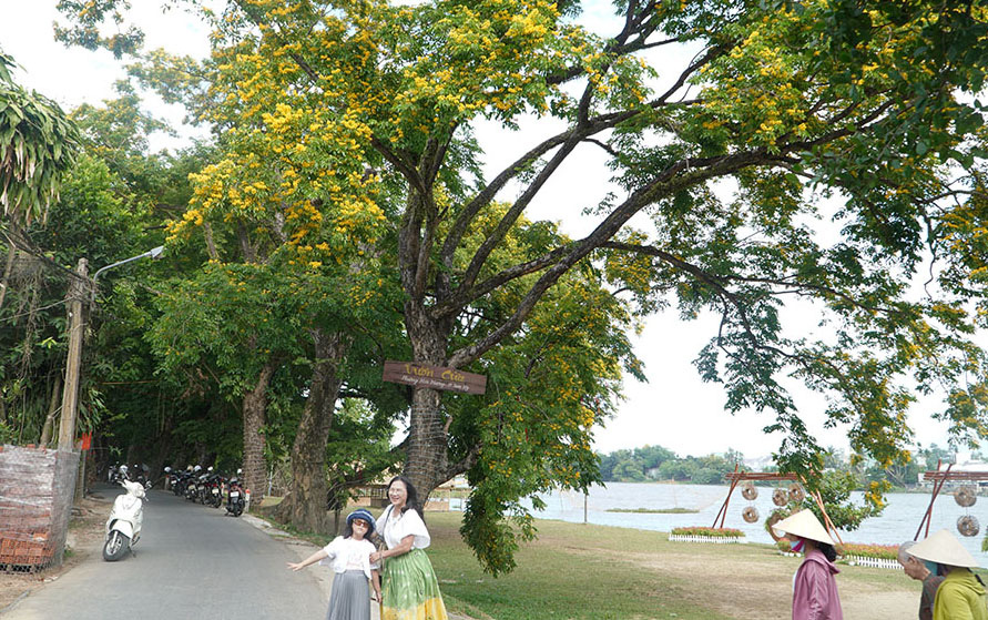9 cây giáng hương ở làng Hương Trà được công nhận cây di sản- Ảnh 4. Người dân check-in bên những hàng sưa - Ảnh: LÊ TRUNG