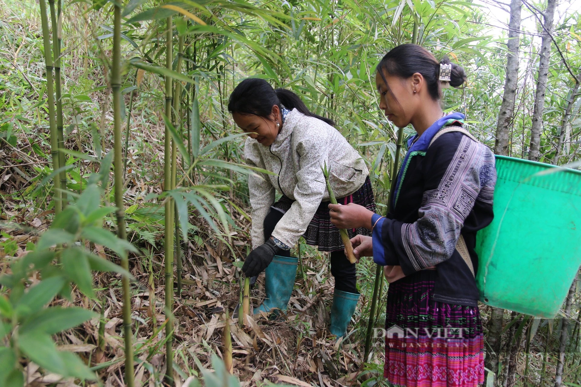 Sáng ra dân một huyện của Yên Bái lên rừng tìm cắt một loại 