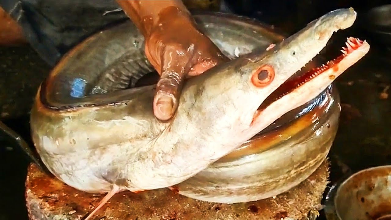 Loài cá này là đặc sản có một không hai bởi bộ phận giá trị nhất của nó lại là thứ nhiều người bỏ đi- Ảnh 3. Loài cá này là đặc sản có một không hai bởi bộ phận giá trị nhất của nó lại là thứ nhiều người bỏ đi- Ảnh 3.